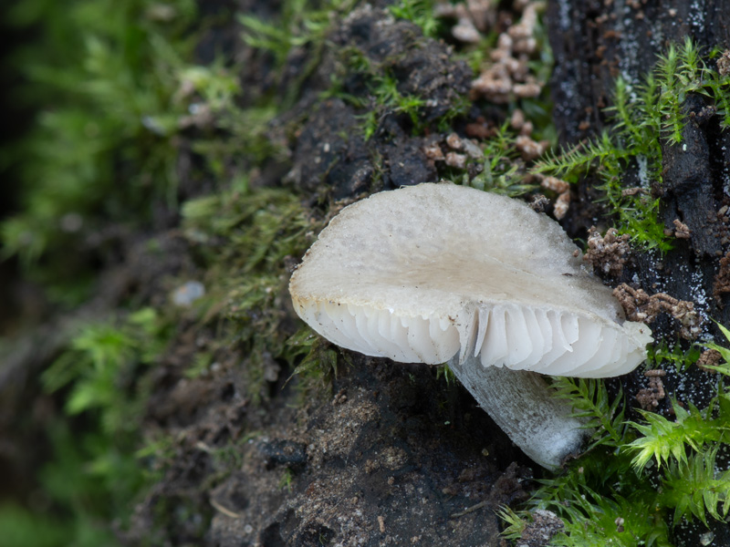 Pluteus reisneri